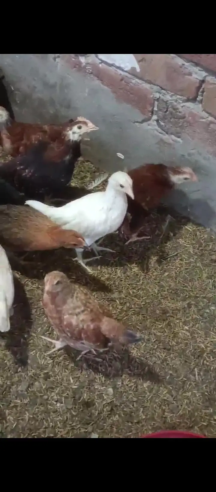 40 Days k chick For sale — photo 2