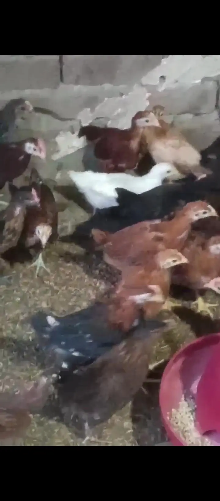 40 Days k chick For sale — photo 3