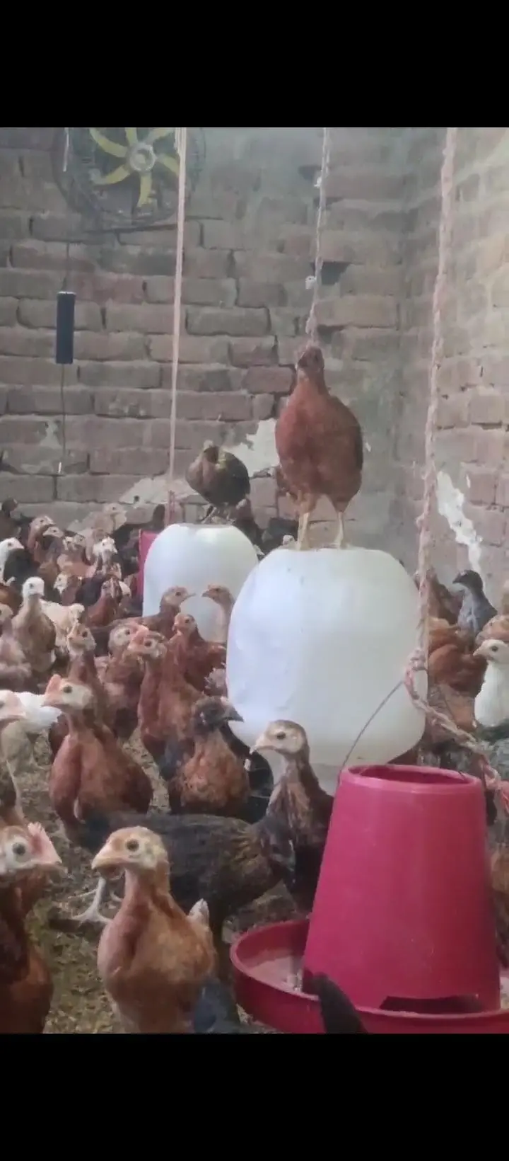 40 Days k chick For sale — photo 4