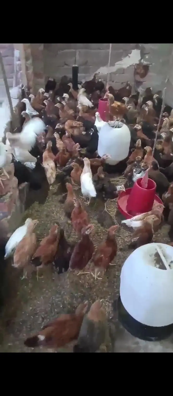 40 Days k chick For sale — photo 5