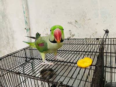 raw parrot male
