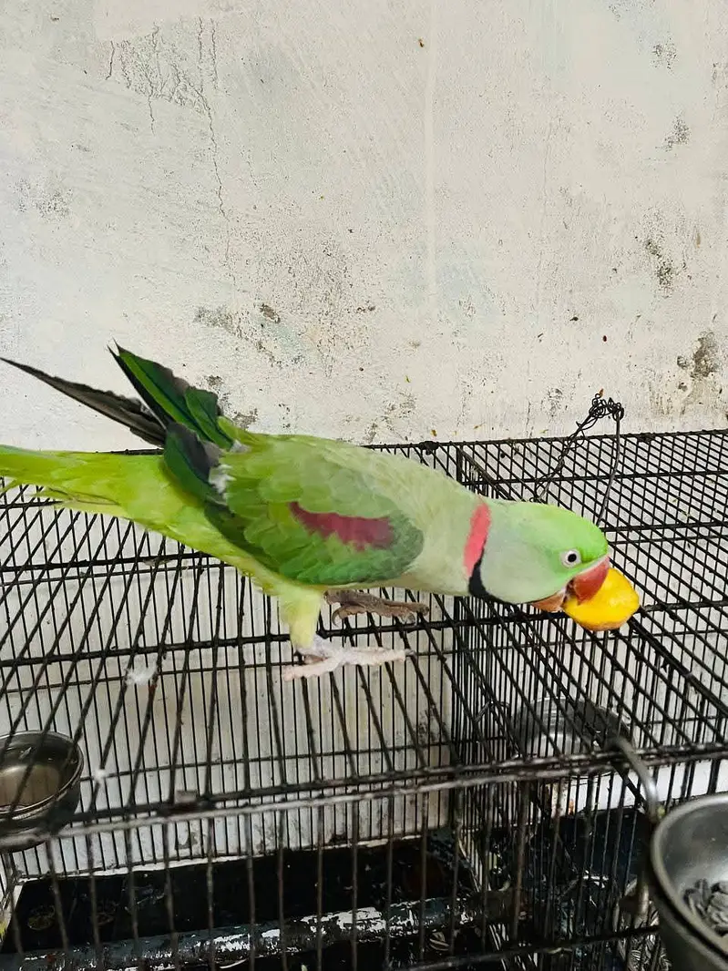 raw parrot male — photo 2