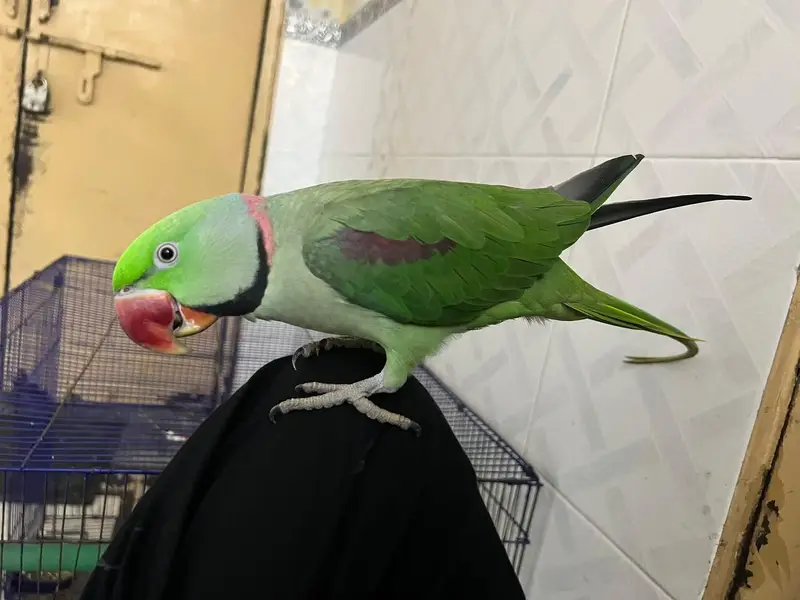 raw parrot male — photo 3