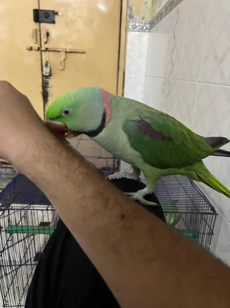 raw parrot male — photo 4