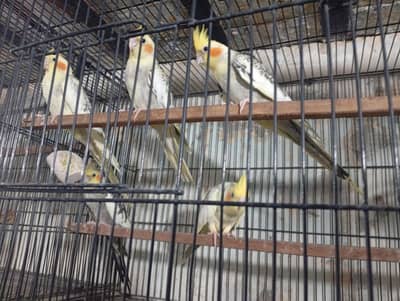 Cockatiels for sale in faisalabad 5 piece