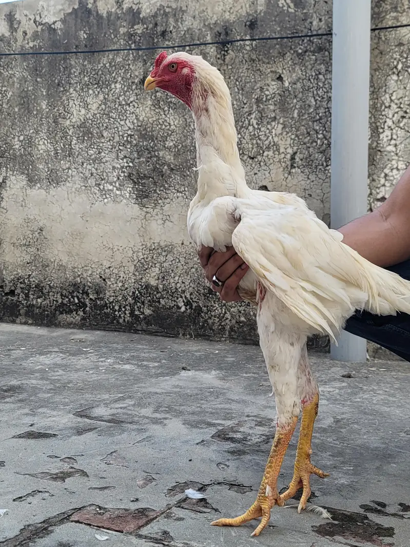 TOP QUALITY ASEEL HEERA SHAMO — photo 5