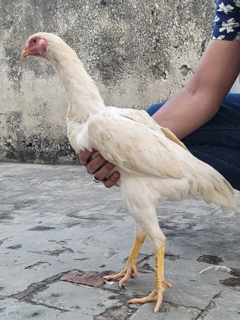 TOP QUALITY ASEEL HEERA SHAMO — photo 7