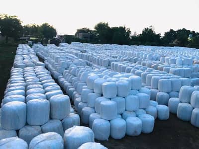 Maize Silage Bales , Quality Livestock Feed for Dairy Farms