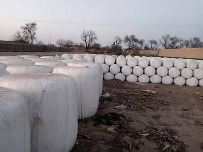 Maize Silage Bales , Quality Livestock Feed for Dairy Farms