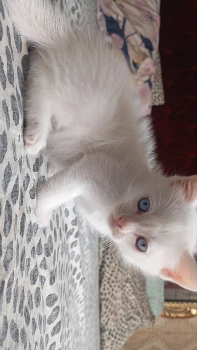 blue eyes active playful kitten
