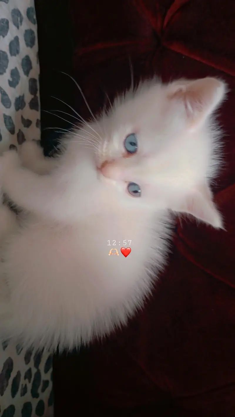 blue eyes active playful kitten — photo 2