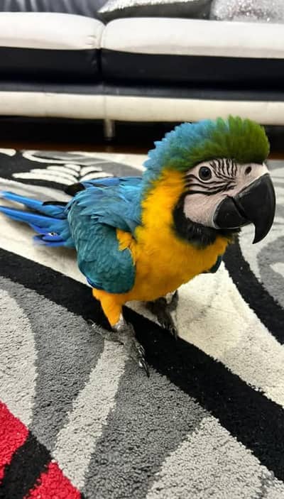 blue and gold macaw chicks for sale contact me 03296042216