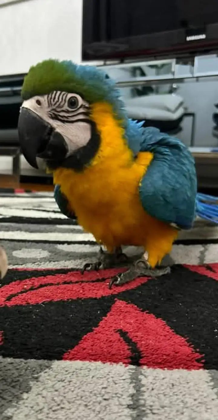 blue and gold macaw chicks for sale contact me 03296042216 — photo 2