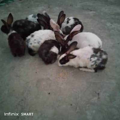 rabbits black and white