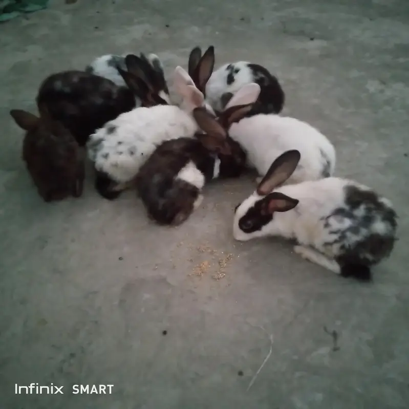 rabbits black and white — photo 2