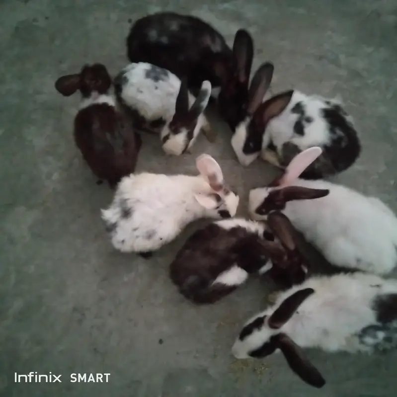 rabbits black and white — photo 3