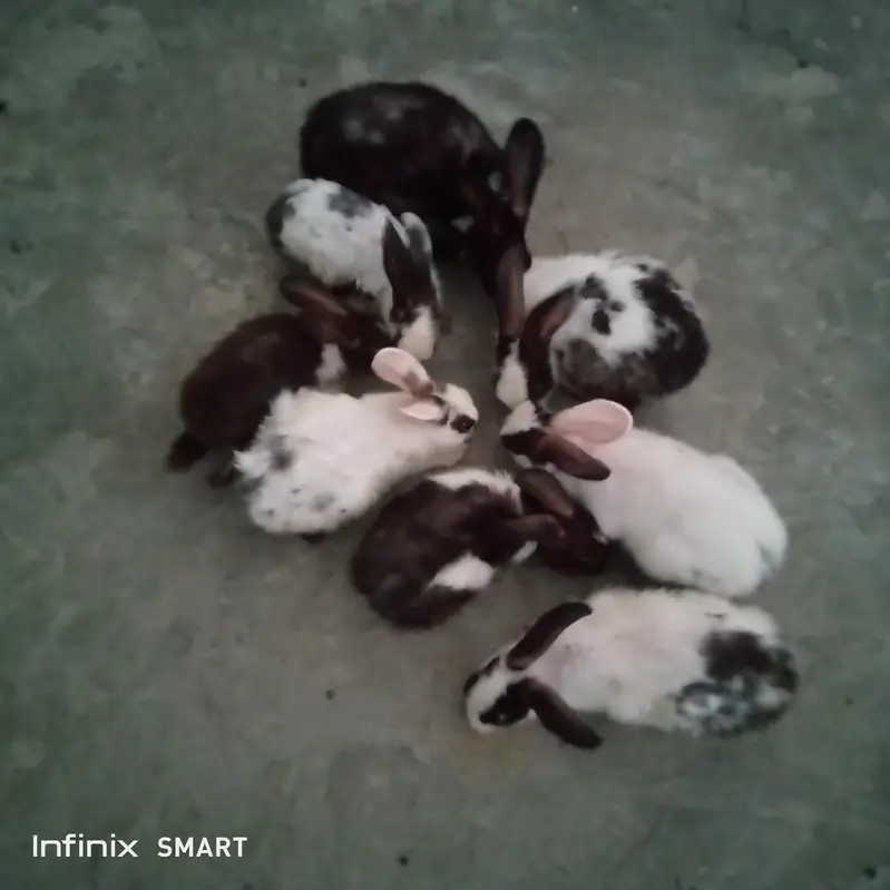 rabbits black and white — photo 4