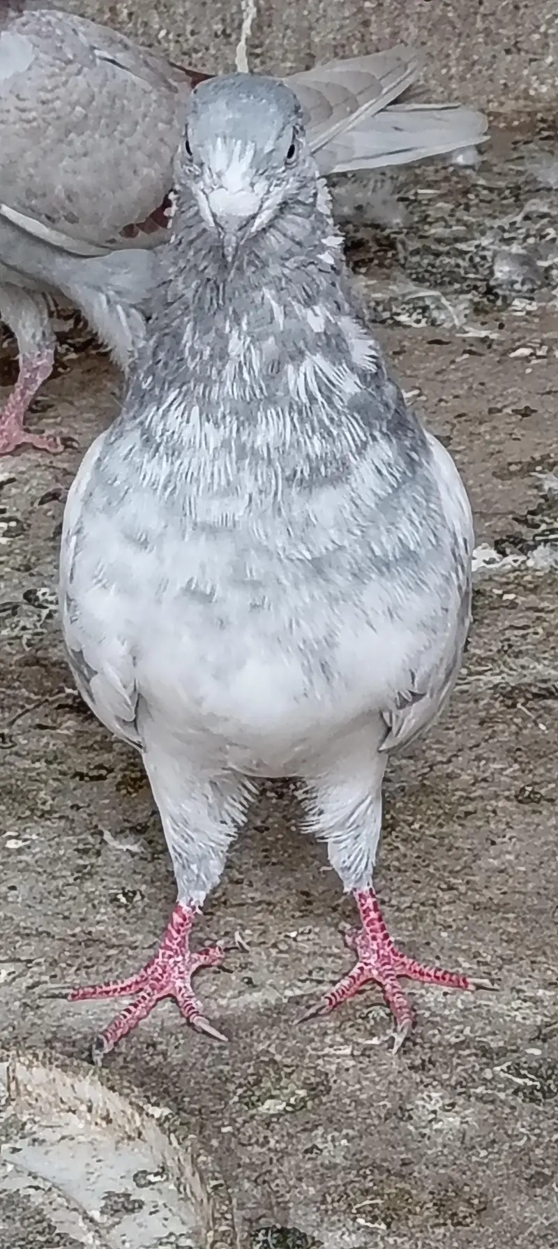 kabli kabuters — photo 6