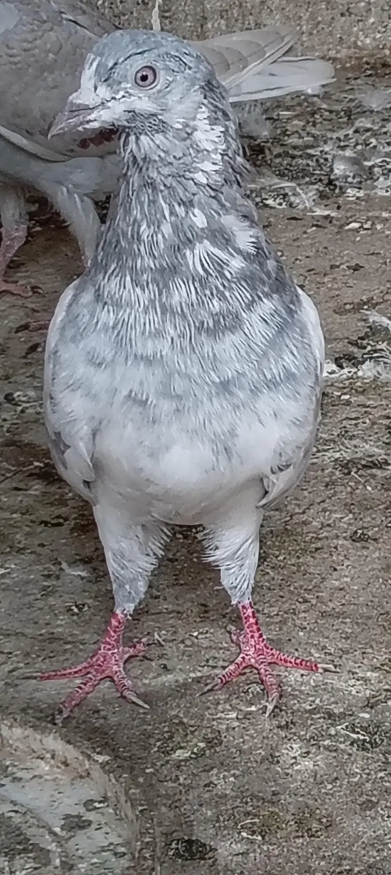 kabli kabuters — photo 7