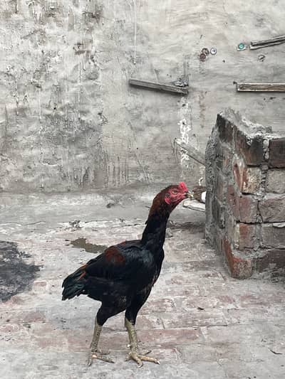 Healthy and actvie aseel birds for sale