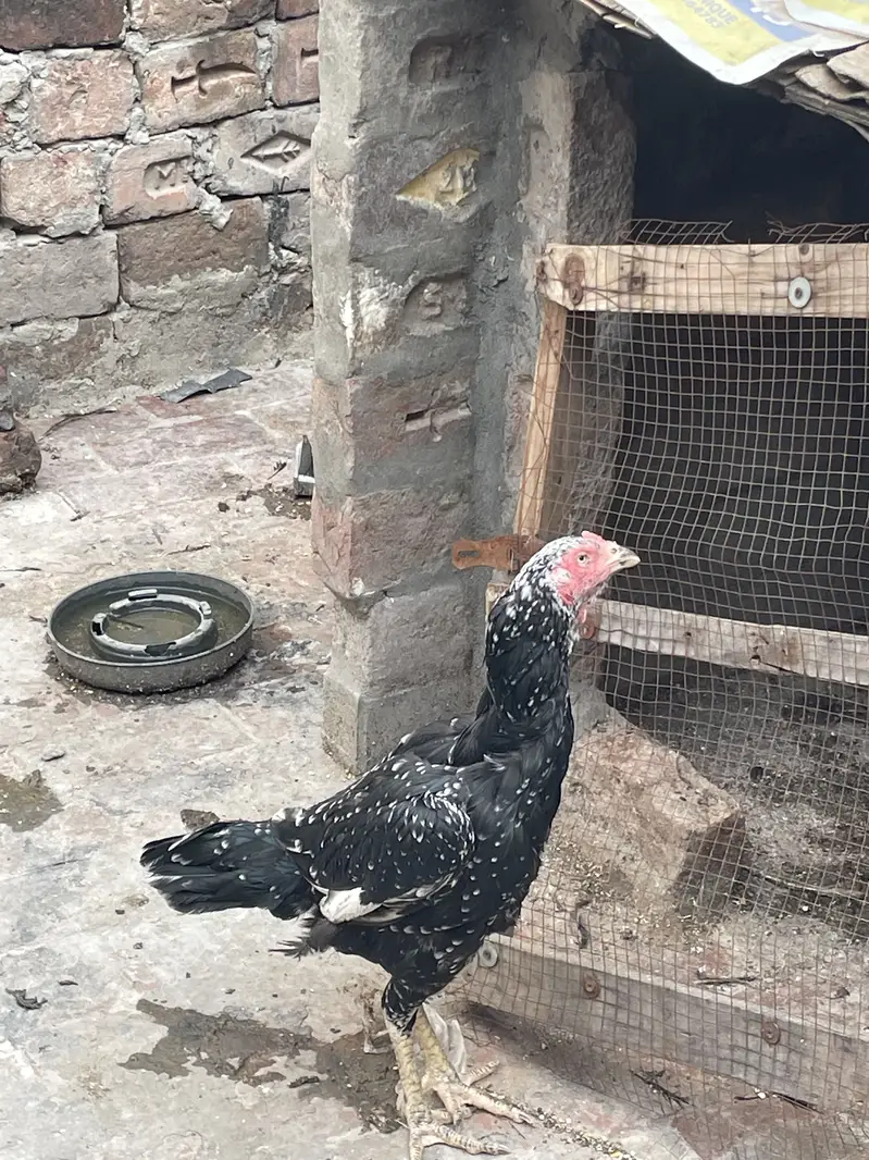 Healthy and actvie aseel birds for sale — photo 2