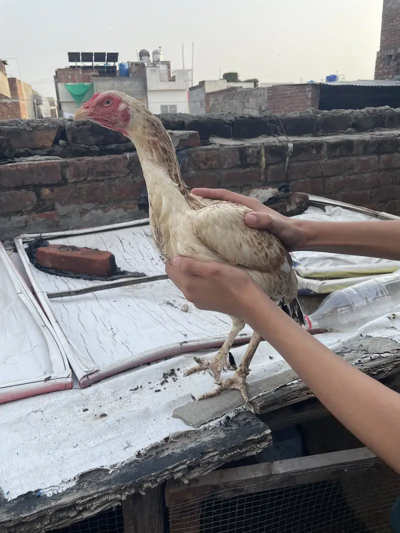 Healthy and actvie aseel birds for sale — photo 3