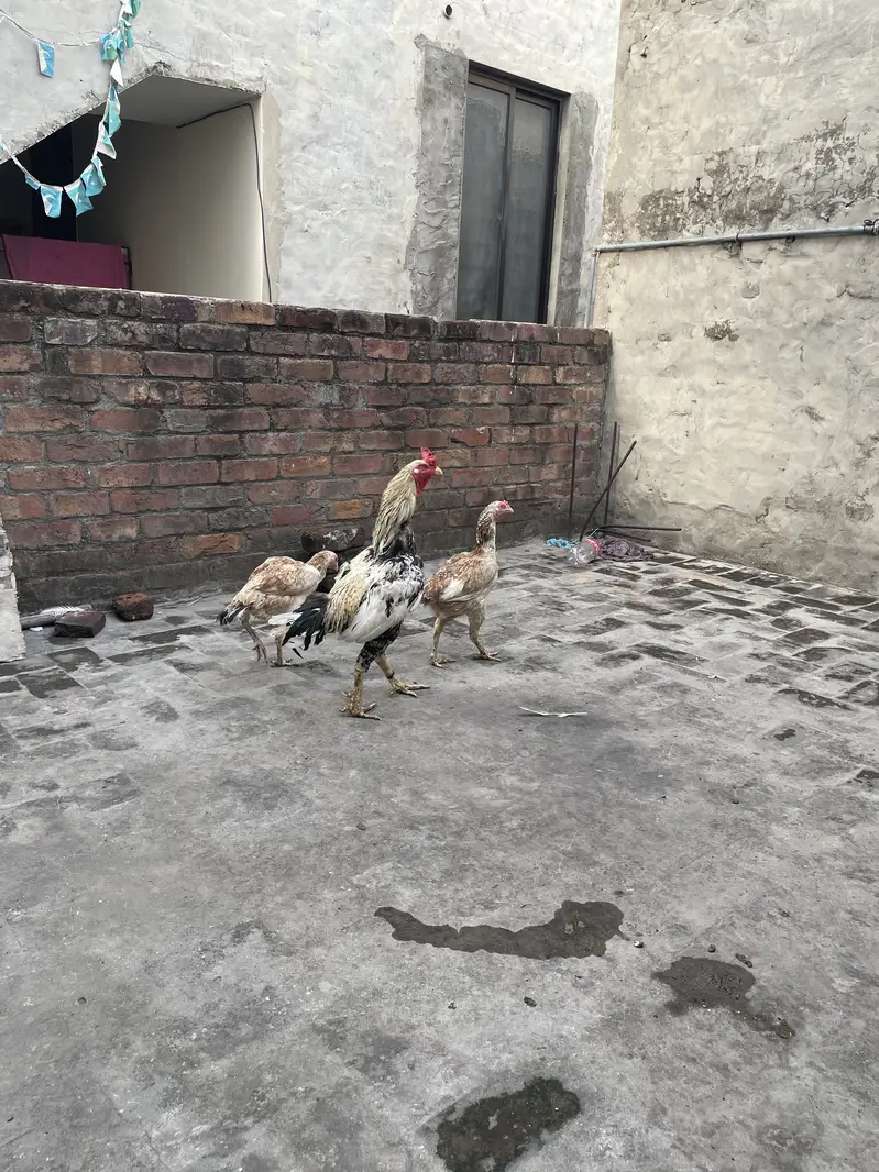 Healthy and actvie aseel birds for sale — photo 4