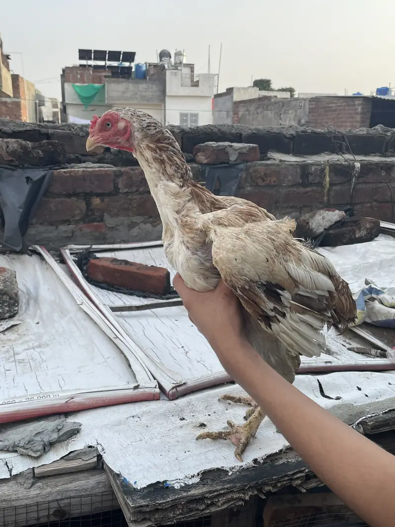 Healthy and actvie aseel birds for sale — photo 5