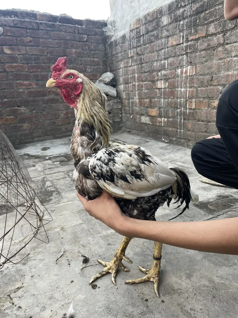 Healthy and actvie aseel birds for sale — photo 6
