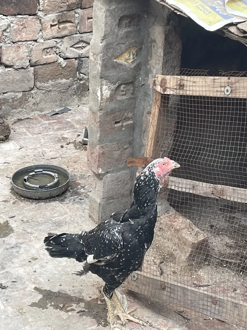 Healthy and actvie aseel birds for sale — photo 7