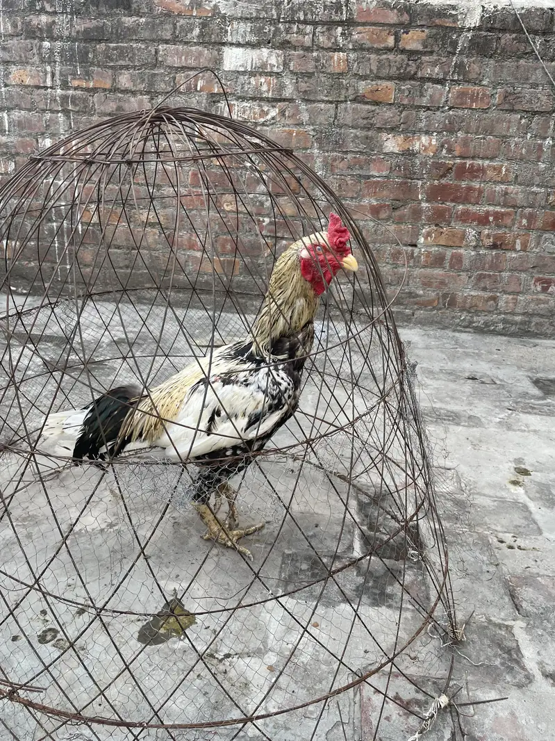 Healthy and actvie aseel birds for sale — photo 8