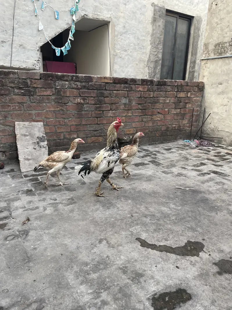 Healthy and actvie aseel birds for sale — photo 9