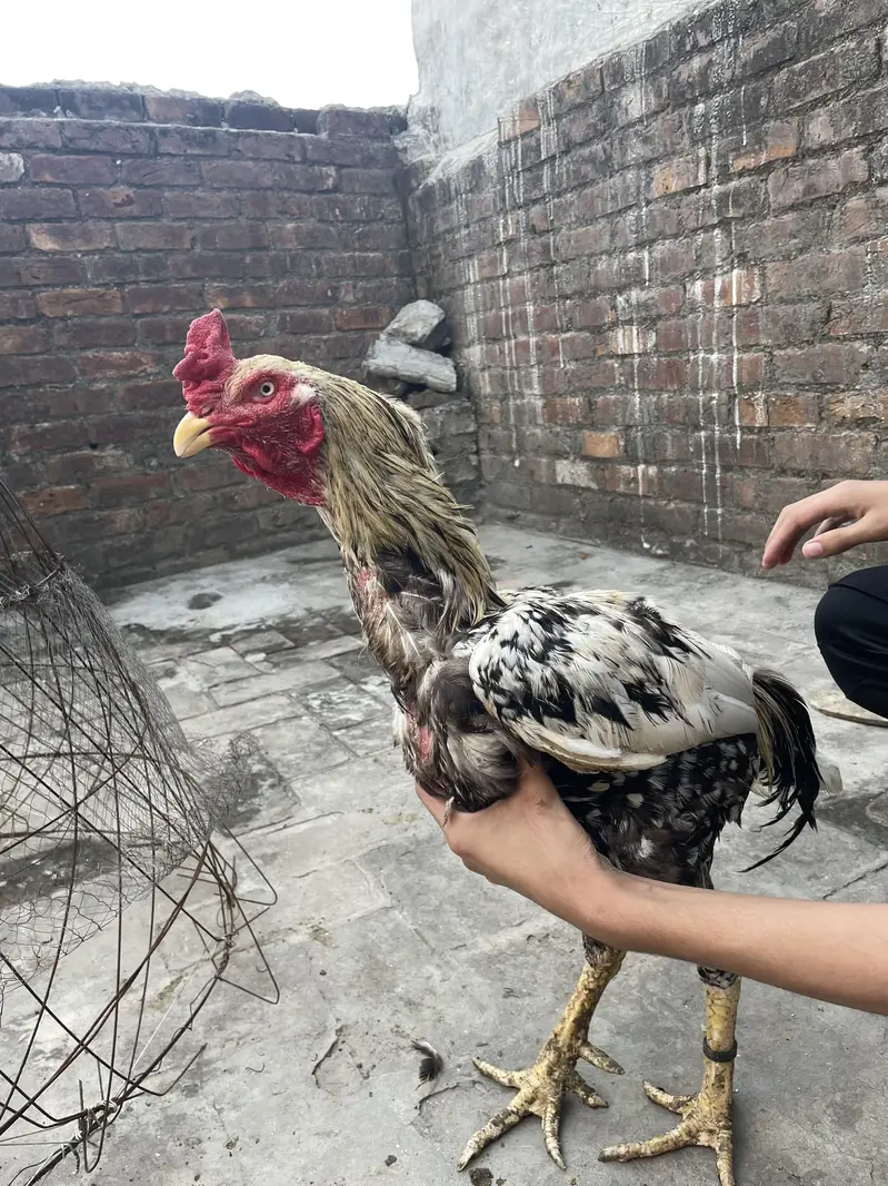 Healthy and actvie aseel birds for sale — photo 10