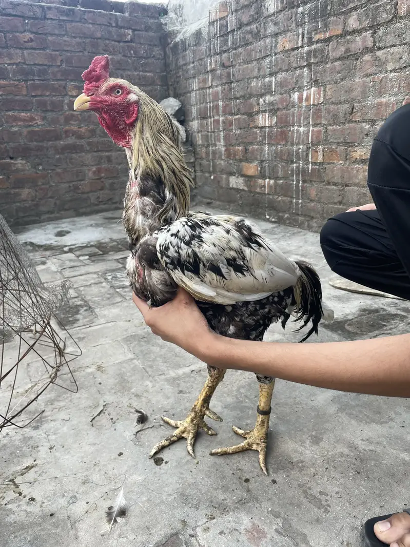 Healthy and actvie aseel birds for sale — photo 11