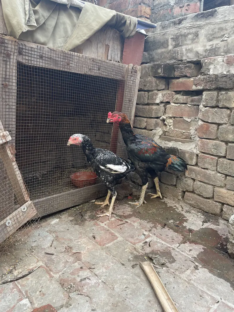 Healthy and actvie aseel birds for sale — photo 12