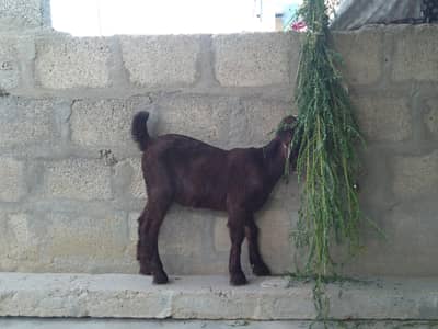 Bakra for sale