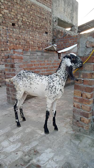 MAKHI CHEENI BAKRI/0/3/0/0/4/5/0/5/4/5/6/DESI BAKRI / TOP QUALITY