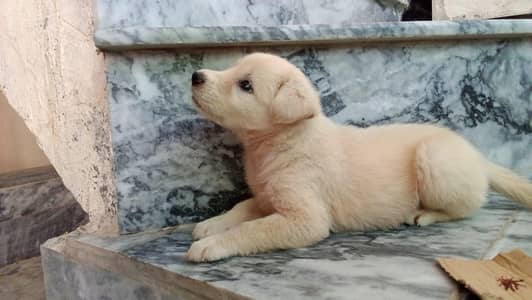 Labrador Retriever