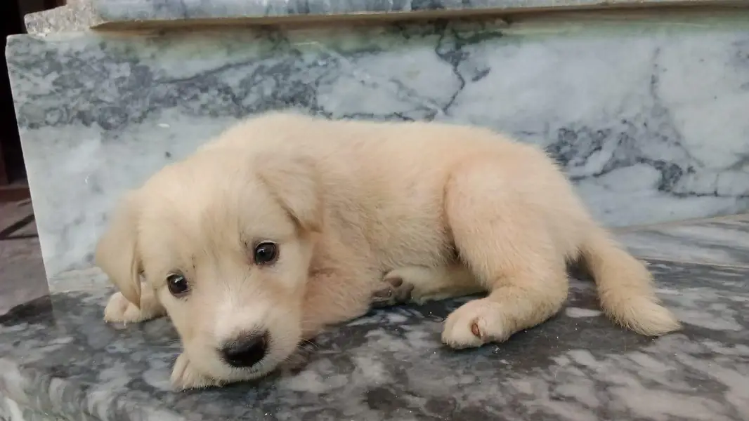 Labrador Retriever — photo 2