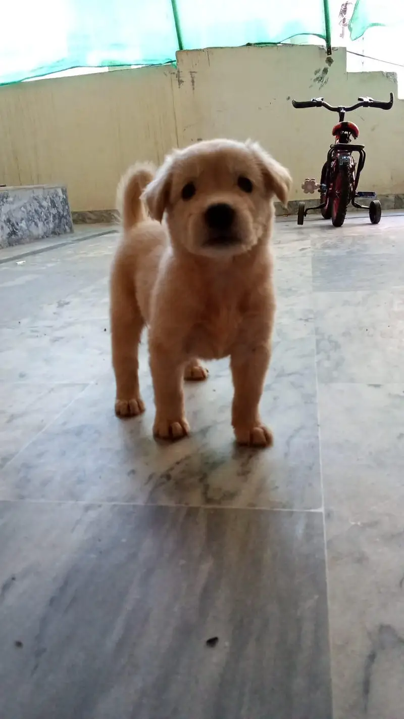Labrador Retriever — photo 3