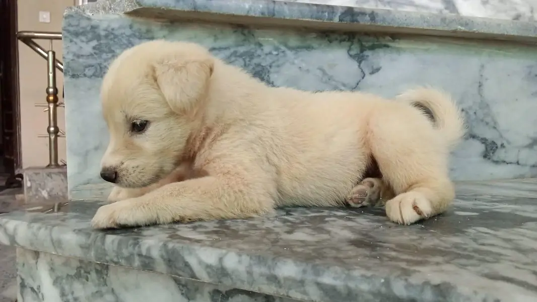 Labrador Retriever — photo 4