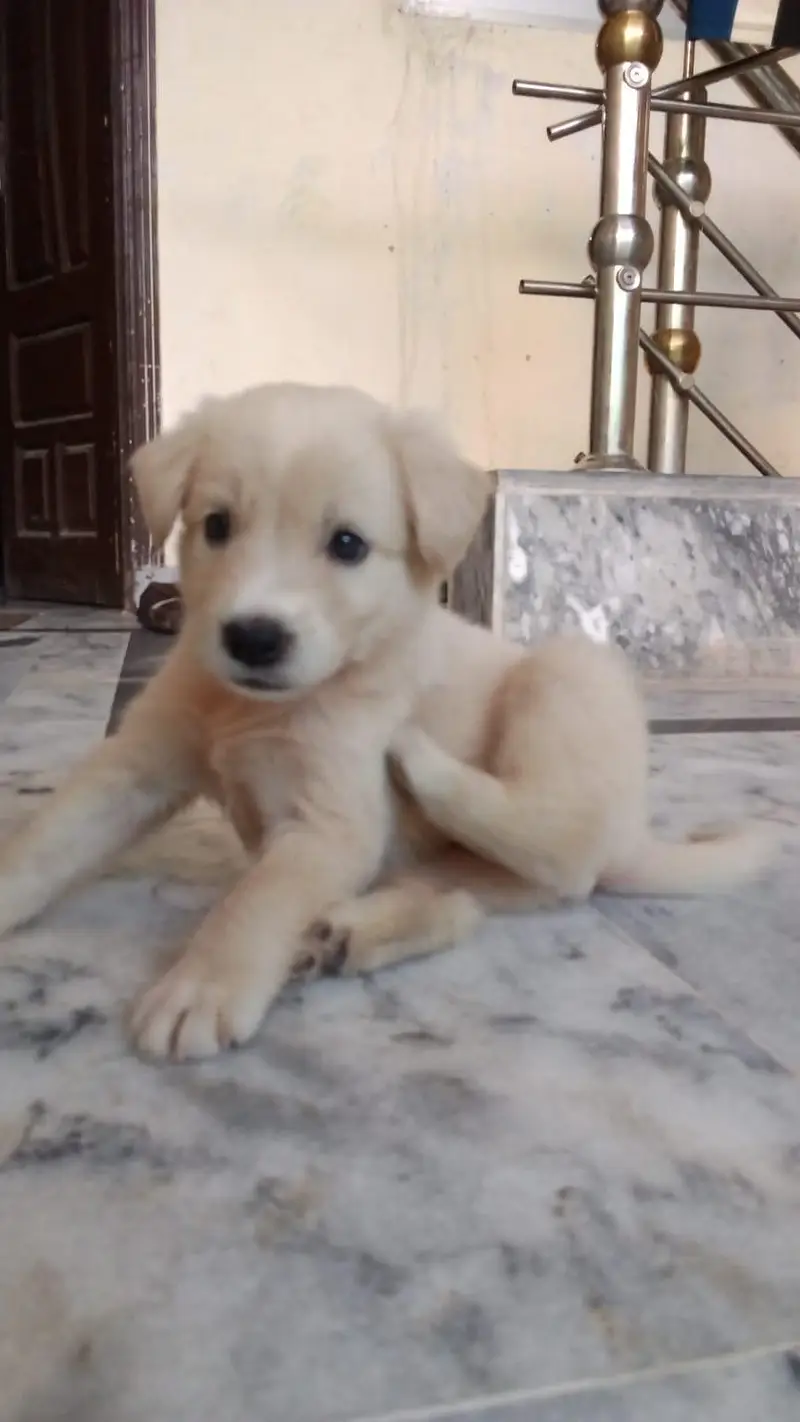 Labrador Retriever — photo 5