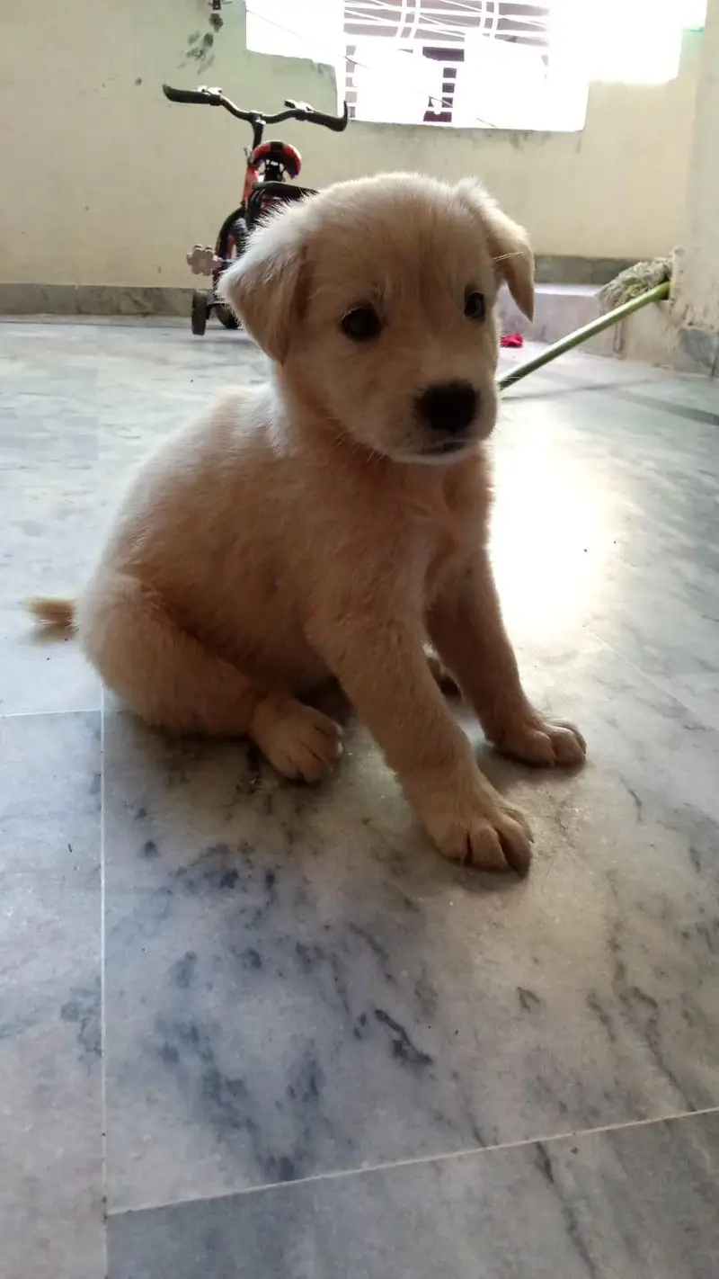 Labrador Retriever — photo 7
