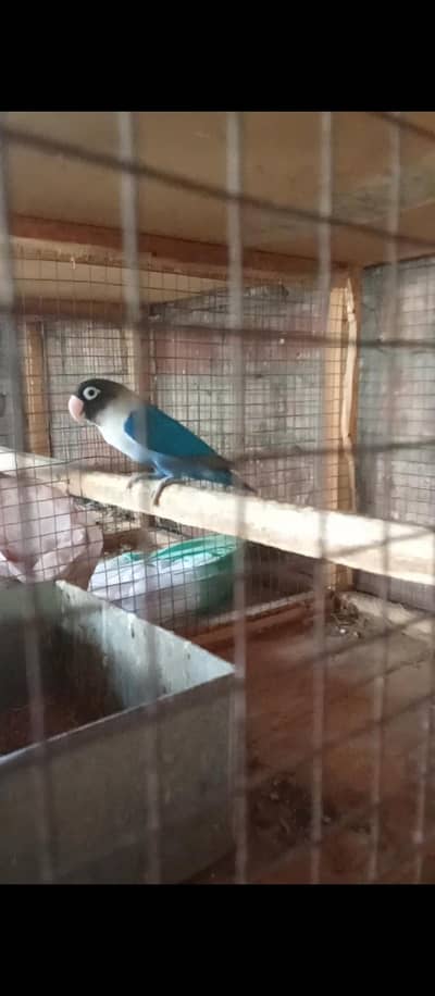 Love bird pair