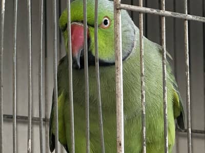 Ringneck & budgies