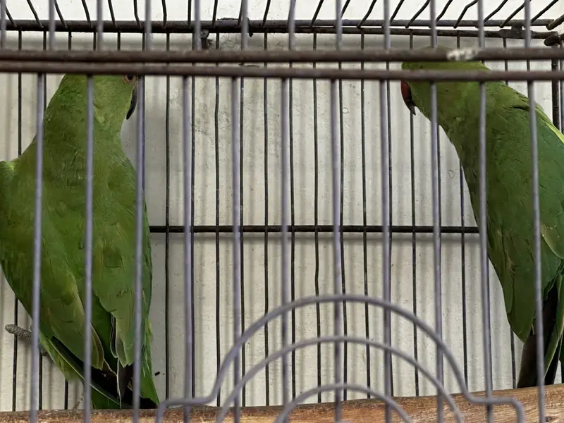 Ringneck & budgies — photo 2
