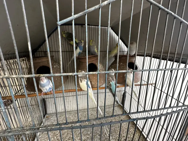 Ringneck & budgies — photo 3