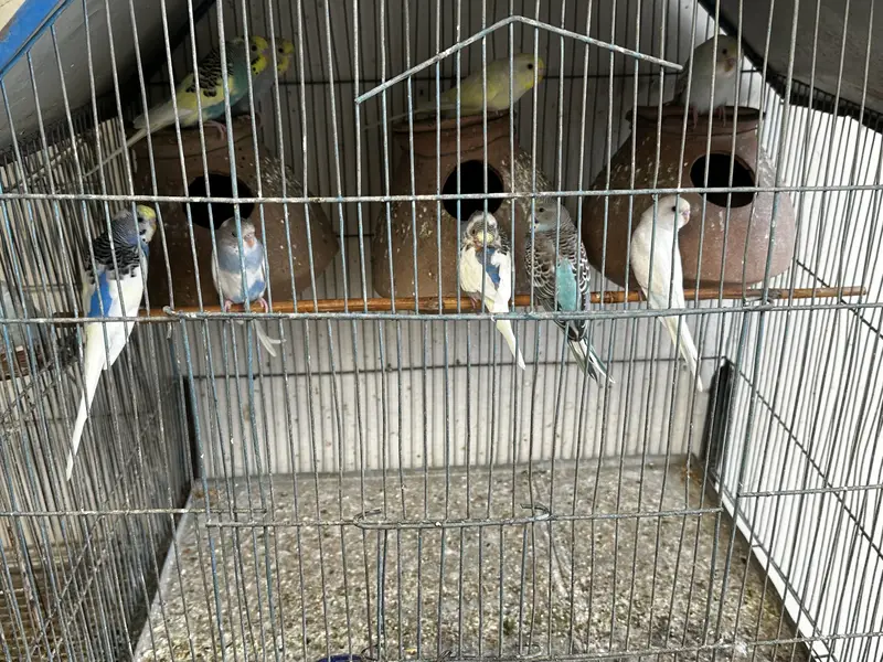 Ringneck & budgies — photo 4