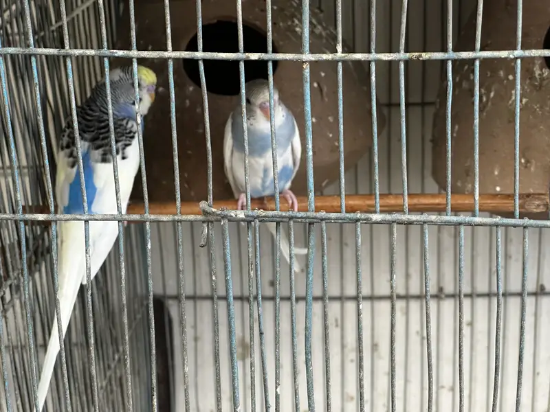 Ringneck & budgies — photo 5