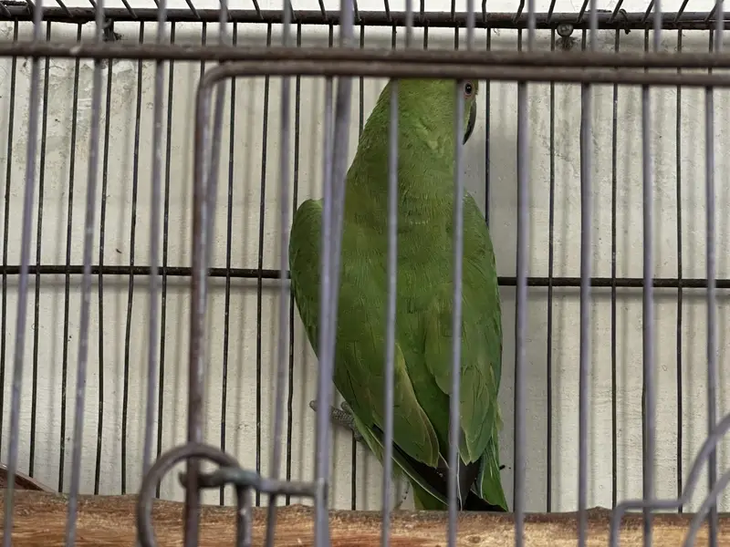 Ringneck & budgies — photo 6